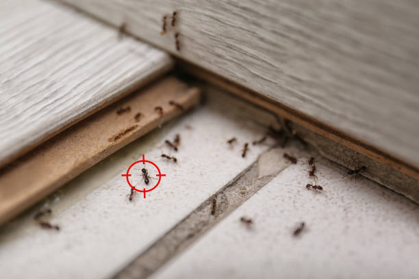 Best Mosquito Control Services  in Six Shooter Canyon, AZ